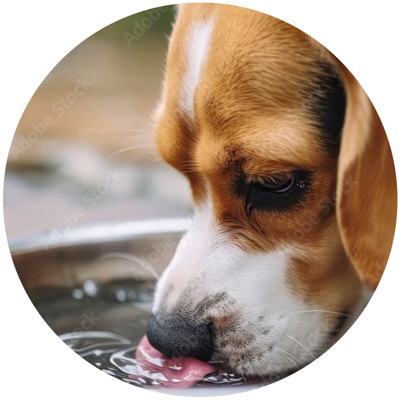 Picie wody zwierzęta